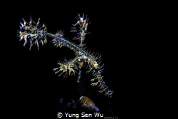 Lone Star
Location :Lembeh Indonesias
Canon 5dsr
Canon... by Yung Sen Wu 